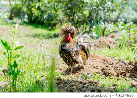 Yamanogai Hou Wild Chicken wild chicken animal 40124686