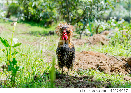 Yamanogai Hou Wild Chicken wild chicken animal 40124687