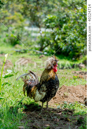 Yamanogai Hou Wild Chicken wild chicken animal 40124714