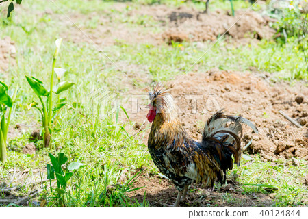 山之後侯野雞野雞動物 40124844