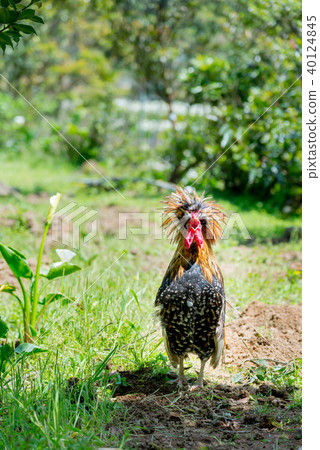 Yamanogai Hou Wild Chicken wild chicken animal 40124845
