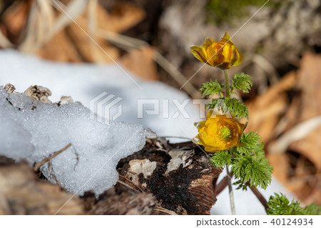 Fukuge and snow Fukuge and snow 40124934