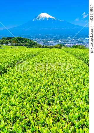 “靜岡縣”富士山和茶園 “靜岡縣”富士山和茶園 40124994
