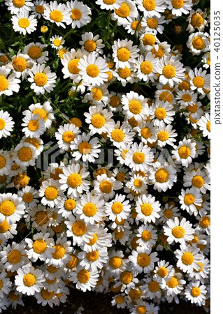 Spring flower (small chrysanthemum) 40125035