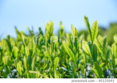New leaf of a beautiful tea garden Tea garden Blue sky up image New leaf of a beautiful tea garden Tea garden Blue sky up image 40125043