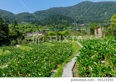 陽明山竹子湖海芋季 Calla lily season in Yangmingshan Taiwan 40125050