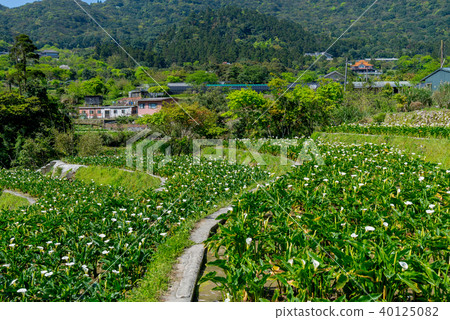 陽明山竹子湖海芋季 Calla lily season in Yangmingshan Taiwan 40125082
