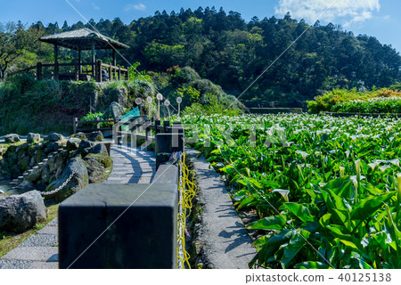 Yangmingshan Zhuzi Lake Haishu Season Calla lily season in Yangmingshan Taiwan Yangmingshan Zhuzi Lake Haishu Season Calla lily season in Yangmingshan Taiwan 40125138