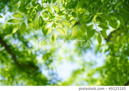 Fresh green window Fresh green window 40125185