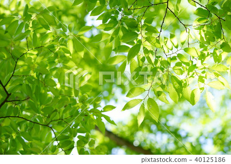 Zelkova green 1 40125186
