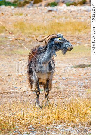 Domestic goat on Crete Island, Greece Domestic goat on Crete Island, Greece 40125287