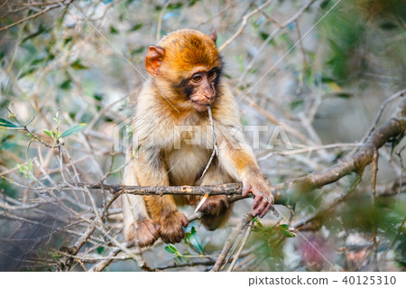 Portrait of a young macaque Portrait of a young macaque 40125310