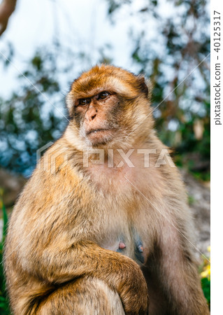 Portrait of a wild female macaque Portrait of a wild female macaque 40125317