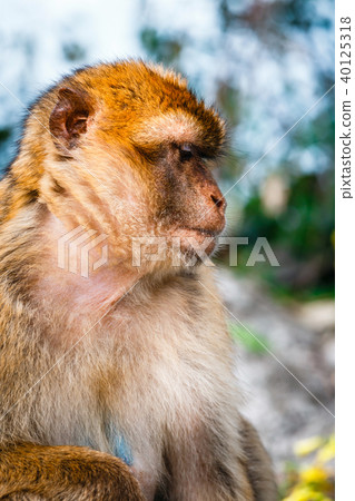 Portrait of a wild female macaque Portrait of a wild female macaque 40125318