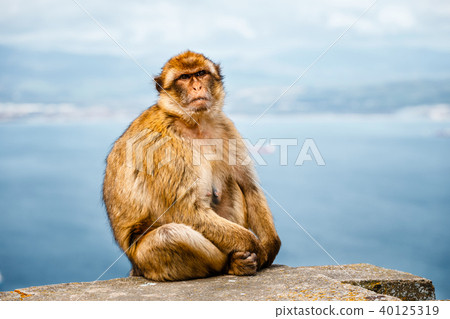 Portrait of a wild female macaque Portrait of a wild female macaque 40125319