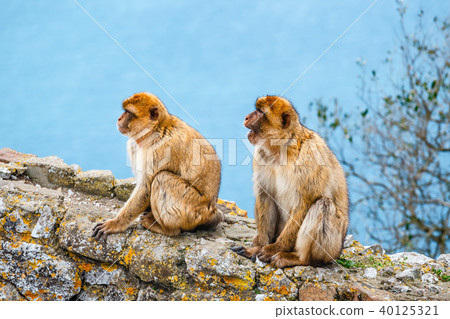 closeup of a pair of macaques in a reserve closeup of a pair of macaques in a reserve 40125321