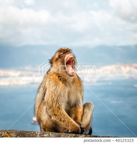 Portrait of a wild female macaque Portrait of a wild female macaque 40125323