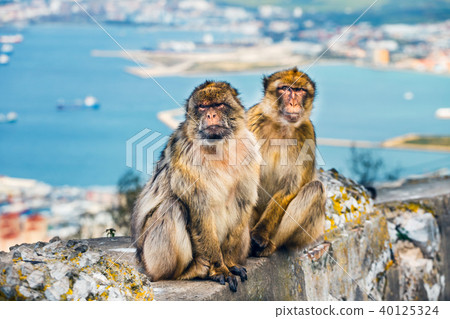 pair of macaques, male and female in a reserve pair of macaques, male and female in a reserve 40125324