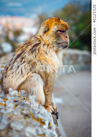 portrait of a wild male macaque portrait of a wild male macaque 40125326