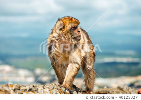 portrait of a wild male macaque portrait of a wild male macaque 40125327
