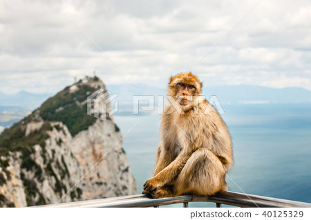 Portrait of a wild female macaque Portrait of a wild female macaque 40125329
