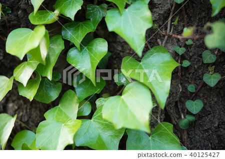 Ivy leaves 40125427