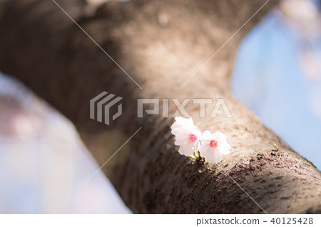 Cherry Blossom	 40125428