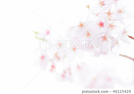 Cherry blossoms 2 40125429