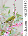 Red plum and white-eye 40125630