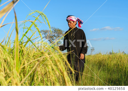 Asian farmer working in the rice field Asian farmer working in the rice field 40125658
