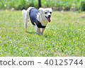 Love dog 40125744