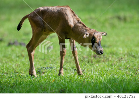 Baby gemsbok in grass 40125752