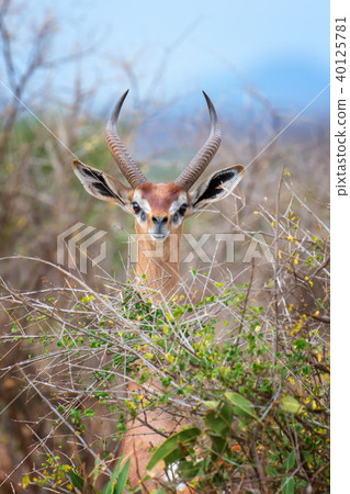 Gerenuk standing upright to reach leaves 40125781