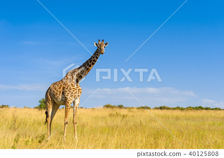 Giraffe in National park of Kenya Giraffe in National park of Kenya 40125808