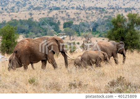 Elephant in National park of Kenya 40125809