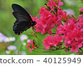 Flower and butterfly 40125949