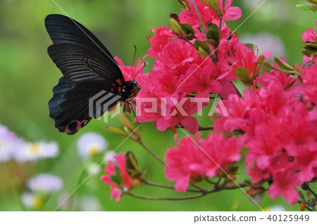 Flower and butterfly 40125949