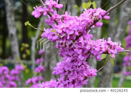 Hanazu Ow Hanazu Ow 40126245
