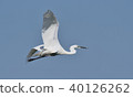 Flight of a heron 40126262