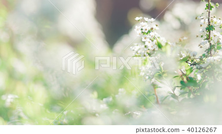 Snow Flower Flower 40126267