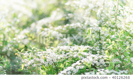 Snow fell in full bloom Snow fell in full bloom 40126268