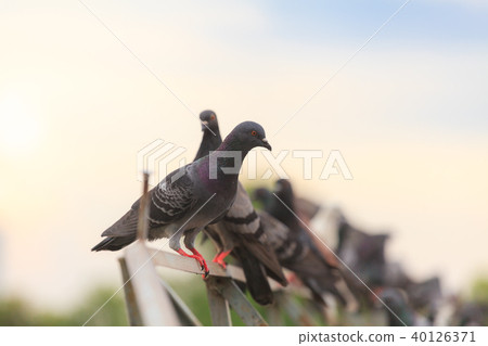Flock of Black Pigeon in a row Flock of Black Pigeon in a row 40126371