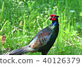 Pheasant 40126379