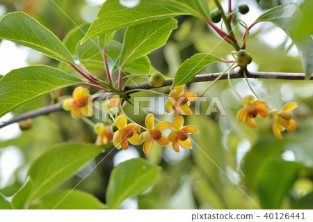 阿里山五味子(Taiwan Magnolia Vine，Ali-shan Magnolia Vine 40126441