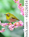 Meiro and red plum 40126454