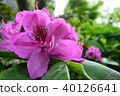 杜鵑 40126641
