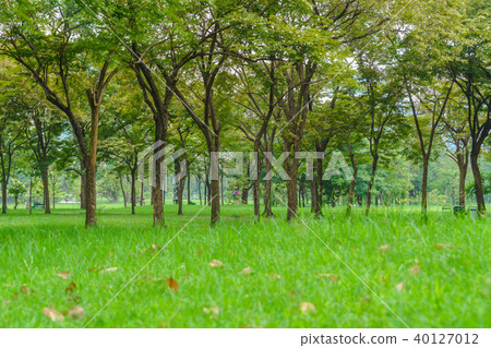 Green trees in beautiful park Green trees in beautiful park 40127012