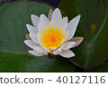 Water lily 40127116
