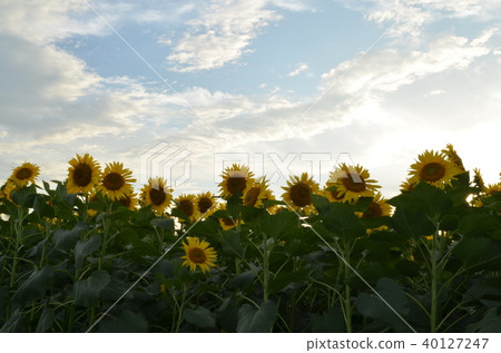 [Okayama Prefecture] Bay Farm Kasaoka/Sunflower field 40127247