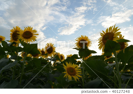 [Okayama Prefecture] Bay Farm Kasaoka/Sunflower field 40127248